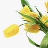 tulipani325